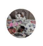 ねこ大好き〜モカ（個別スタンプ：26）