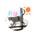 ねこ大好き〜モカ（個別スタンプ：27）