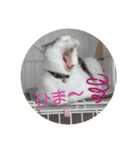 ねこ大好き〜モカ（個別スタンプ：28）