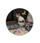 ねこ大好き〜モカ（個別スタンプ：29）
