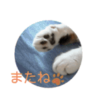 ねこ大好き〜モカ（個別スタンプ：32）