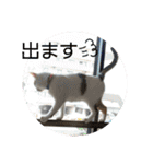 ねこ大好き〜モカ（個別スタンプ：33）