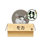ねこ大好き〜モカ（個別スタンプ：34）