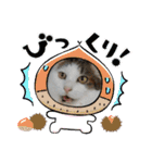 ねこ大好き〜モカ（個別スタンプ：39）