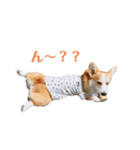 コーギーのレイちゃん（個別スタンプ：3）