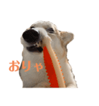 コーギーのレイちゃん（個別スタンプ：4）