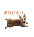 コーギーのレイちゃん（個別スタンプ：7）