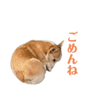 コーギーのレイちゃん（個別スタンプ：8）