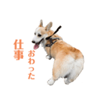 コーギーのレイちゃん（個別スタンプ：9）