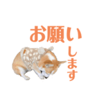 コーギーのレイちゃん（個別スタンプ：10）