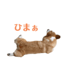 コーギーのレイちゃん（個別スタンプ：12）