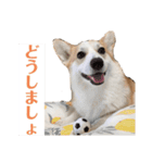コーギーのレイちゃん（個別スタンプ：14）