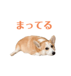 コーギーのレイちゃん（個別スタンプ：15）