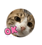 コネとマイの猫スタンプ（個別スタンプ：1）