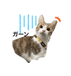 コネとマイの猫スタンプ（個別スタンプ：2）