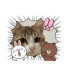 コネとマイの猫スタンプ（個別スタンプ：6）