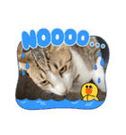 コネとマイの猫スタンプ（個別スタンプ：7）