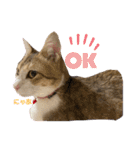 コネとマイの猫スタンプ（個別スタンプ：9）