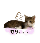コネとマイの猫スタンプ（個別スタンプ：10）