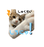 コネとマイの猫スタンプ（個別スタンプ：12）