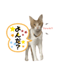 コネとマイの猫スタンプ（個別スタンプ：13）