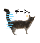 コネとマイの猫スタンプ（個別スタンプ：14）