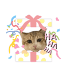 コネとマイの猫スタンプ（個別スタンプ：15）