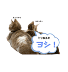 コネとマイの猫スタンプ（個別スタンプ：16）