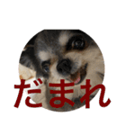 なかざと家animals（個別スタンプ：3）