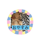 なかざと家animals（個別スタンプ：4）