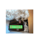 なかざと家animals（個別スタンプ：5）