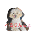 なかざと家animals（個別スタンプ：8）