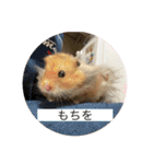 なかざと家animals（個別スタンプ：13）