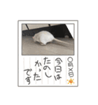 なかざと家animals（個別スタンプ：15）