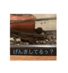 なかざと家animals（個別スタンプ：21）