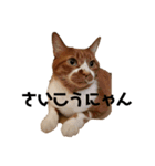 みーちゃんのスタンプ その2（個別スタンプ：9）