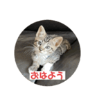 ムッタだよ（個別スタンプ：1）