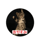 ムッタだよ（個別スタンプ：4）