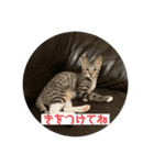 ムッタだよ（個別スタンプ：8）