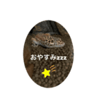 レオパのジョンくんです。目がキュート♪（個別スタンプ：1）