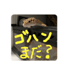 レオパのジョンくんです。目がキュート♪（個別スタンプ：3）