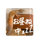 レオパのジョンくんです。目がキュート♪（個別スタンプ：4）