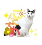 ちゃちゃチャンのスタンプ（個別スタンプ：4）