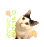 ちゃちゃチャンのスタンプ（個別スタンプ：6）