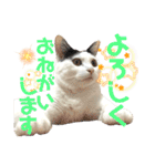 ちゃちゃチャンのスタンプ（個別スタンプ：12）