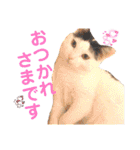 ちゃちゃチャンのスタンプ（個別スタンプ：14）