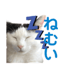 ちゃちゃチャンのスタンプ（個別スタンプ：19）