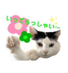 ちゃちゃチャンのスタンプ（個別スタンプ：22）