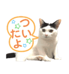 ちゃちゃチャンのスタンプ（個別スタンプ：28）
