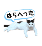 ちゃちゃチャンのスタンプ（個別スタンプ：29）